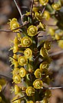 Euphorbia sp nova aff actinoclada Langobaya GPS188 Kenya 2014_1490 vyrez.jpg